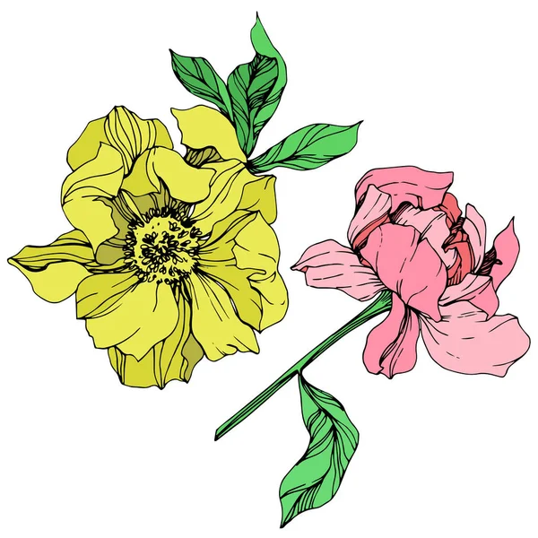 Peonías Vectoriales Aisladas Color Rosa Amarillo Con Hojas Verdes Letras — Vector de stock