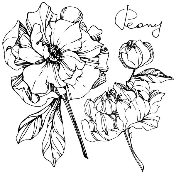 Vector isolated monochrome peony flowers sketch and handwritten lettering on white background. Engraved ink art. 
