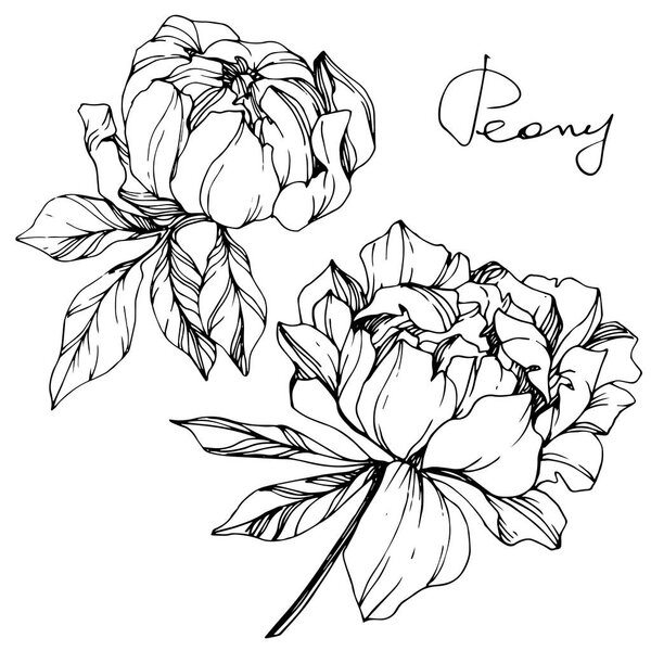 Vector isolated monochrome peony flowers sketch and handwritten lettering on white background. Engraved ink art. 