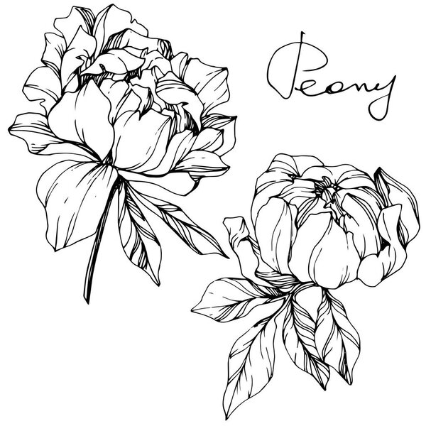 Vector isolated monochrome peony flowers sketch and handwritten lettering on white background. Engraved ink art. 