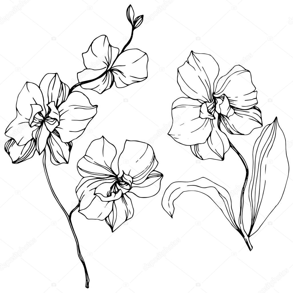 Vector monochrome orchids isolated on white. Engraved ink art.