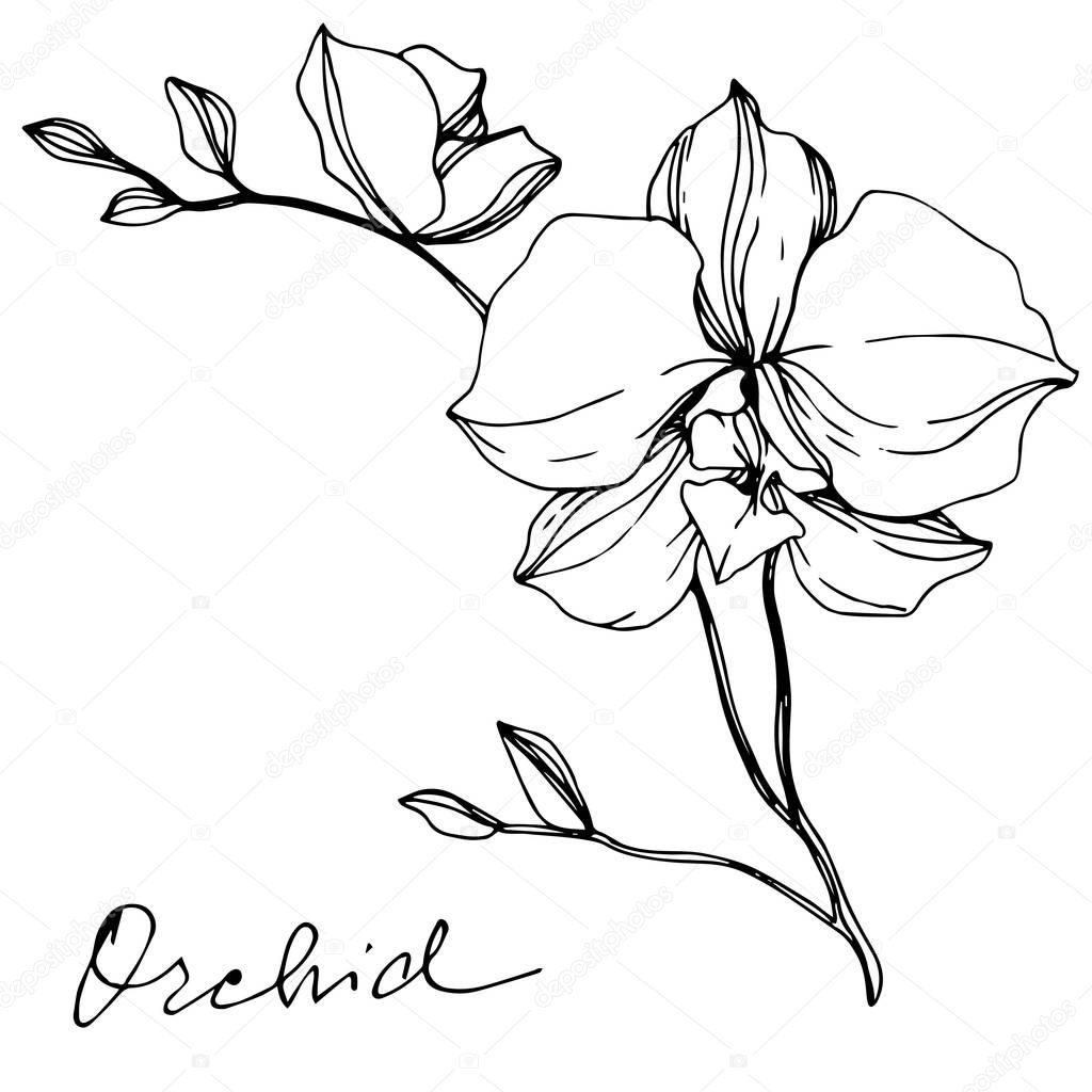 Vector monochrome orchids with orchid lettering isolated on white. Engraved ink art.