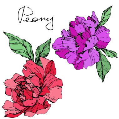 İzole vektör yaşam mercan ve yeşil yaprakları ile mor peonies ve el yazısı şakayık üzerinde yazı arka plan beyaz. Oyulmuş mürekkep sanat. 