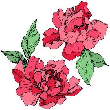 İzole yaşayan vektör yeşil ile mercan peonies beyaz zemin üzerine bırakır. Oyulmuş mürekkep sanat. 