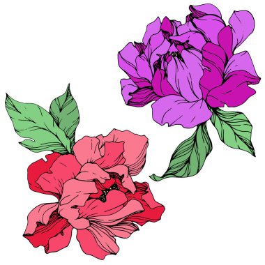 İzole vektör yaşam mercan ve üzerinde yeşil yaprakları ile mor peonies arka plan beyaz. Oyulmuş mürekkep sanat. 