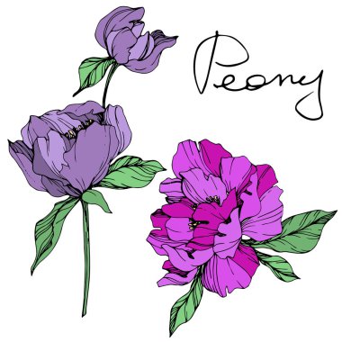 Vektör yeşil yaprakları ile izole mor peonies ve el yazısı şakayık beyaz arka plan üzerinde yazı. Oyulmuş mürekkep sanat. 