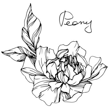 Vector isolated monochrome peony flower sketch and handwritten lettering on white background. Engraved ink art.  clipart