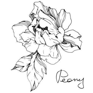 Vector isolated monochrome peony flower sketch and handwritten lettering on white background. Engraved ink art.  clipart