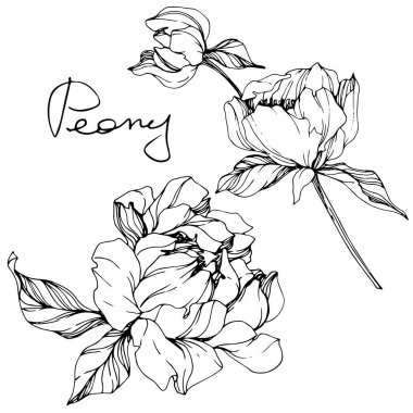 Vektör tek renkli peony çiçek kroki ve beyaz arka plan üzerinde el yazısı harfler izole. Oyulmuş mürekkep sanat. 