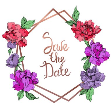 Mercan ve mor izole peonies beyaz arka plan üzerinde yaşayan vektör. Oyulmuş mürekkep sanat. Çerçeve kenarlığı süsleme ile tarihi yazı Kaydet.