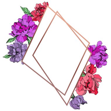 Mercan ve mor izole peonies beyaz arka plan üzerinde yaşayan vektör. Oyulmuş mürekkep sanat. Çerçeve kenarlığı süsleme kopya alanı ile.