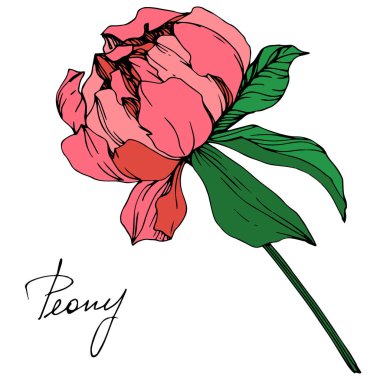 Vektör izole yaşayan mercan Şakayık Çiçeği yeşil yaprakları ve beyaz arka plan üzerinde el yazısı yazı ile. Oyulmuş mürekkep sanat. 