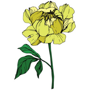 İzole sarı şakayık çiçeği beyaz zemin üzerine yeşil yaprakları ile vektör. Oyulmuş mürekkep sanat. 