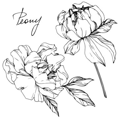 Vector isolated monochrome peony flowers sketch and handwritten lettering on white background. Engraved ink art.  clipart