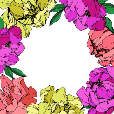Vektör izole yaşayan mercan, mor ve sarı peonies yeşil beyaz zemin üzerine bırakır. Oyulmuş mürekkep sanat. Çerçeve kenarlığı süsleme kopya alanı ile.
