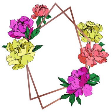 Vektör izole yaşayan mercan, mor ve sarı peonies yeşil beyaz zemin üzerine bırakır. Oyulmuş mürekkep sanat. Çerçeve kenarlığı süsleme kopya alanı ile.