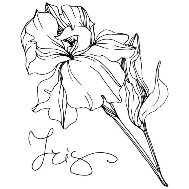 Vector monochrome isolated iris flower illustration on white background clipart