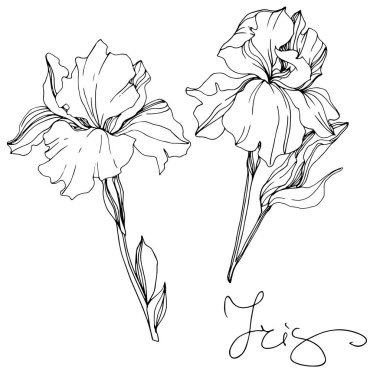 Vector monochrome isolated irises illustration on white background clipart