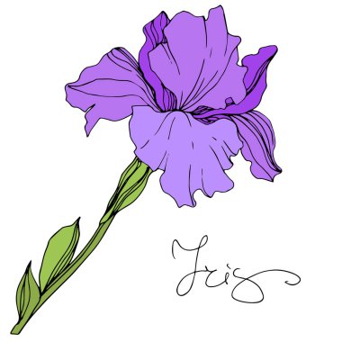 Vektör mor izole Iris resimde beyaz arka plan üzerinde