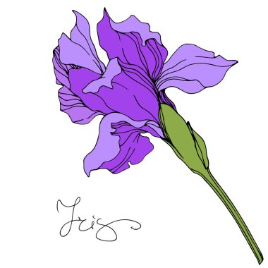 Vektör mor Iris izole illüstrasyon öğesi.