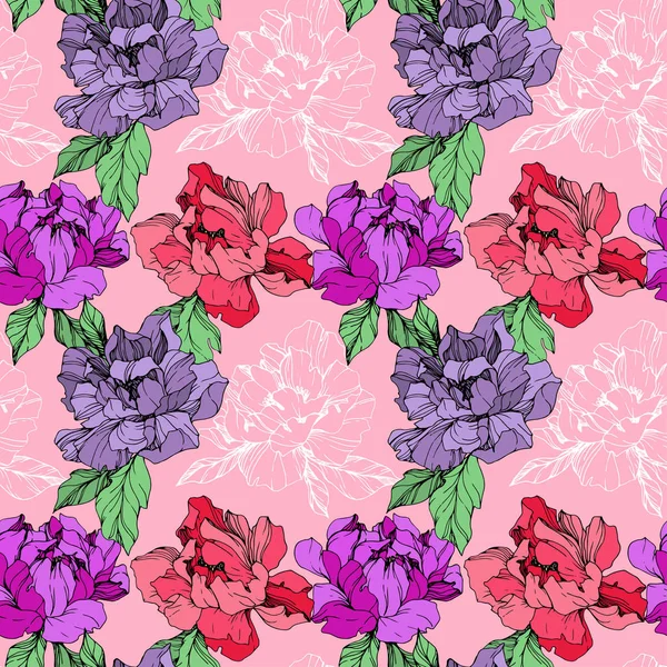 Illustration Vectorielle Pivoines Isolées Corail Violet Vivant Sur Fond Rose — Image vectorielle