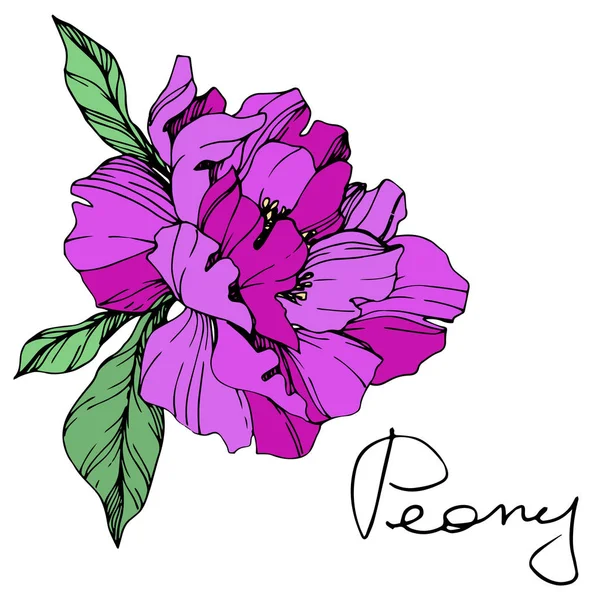 Flor Peonía Púrpura Aislada Vectorial Con Hojas Verdes Letras Manuscritas — Vector de stock