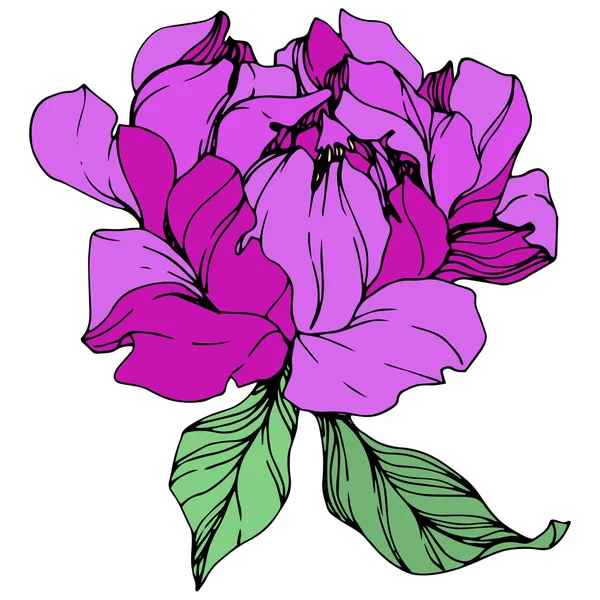 Vector Isolated Purple Peony Flower Green Leaves White Background Engraved — Stock Vector