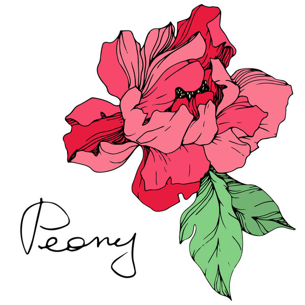 Vector isolated living coral peony flower with green leaves and handwritten lettering on white background. Engraved ink art. 