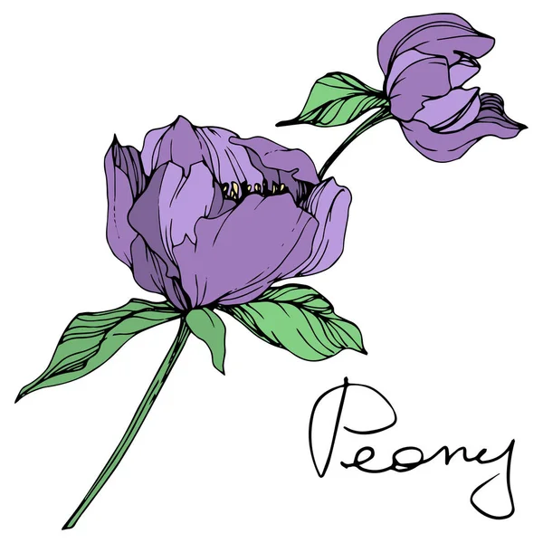 Vector Geïsoleerd Paarse Pioenrozen Met Groene Bladeren Handgeschreven Peony Belettering — Stockvector