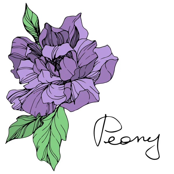 Vector Geïsoleerde Paarse Peony Bloem Met Groene Bladeren Handgeschreven Letters — Stockvector