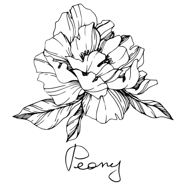 ベクトル分離白黒牡丹の花スケッチと白い背景の手書きレタリング 刻まれたインク アート — ストックベクタ