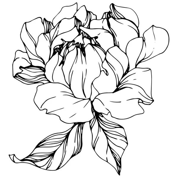 Vector Isolated Monochrome Peony Flower Sketch White Background Engraved Ink — Stock Vector