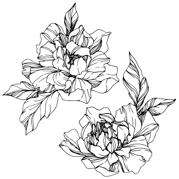 Vector isolated monochrome peony flowers sketch on white background. Engraved ink art. 