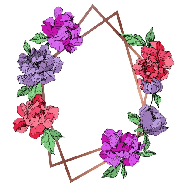 Mercan ve mor izole peonies beyaz arka plan üzerinde yaşayan vektör. Oyulmuş mürekkep sanat. Çerçeve kenarlığı süsleme kopya alanı ile.