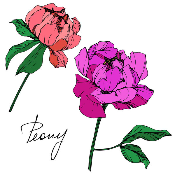 Vector isolated living coral and purple peony flowers with green leaves and handwritten lettering on white background. Engraved ink art. 