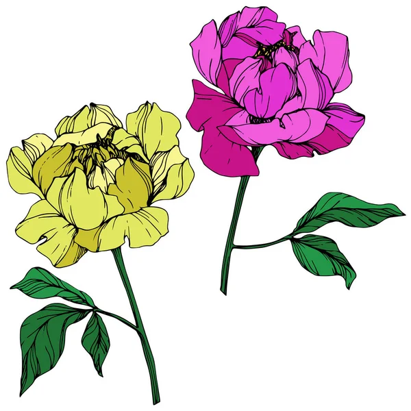 İzole vektör peonies beyaz zemin üzerine yeşil yaprakları ile sarı ve mor. Oyulmuş mürekkep sanat. 