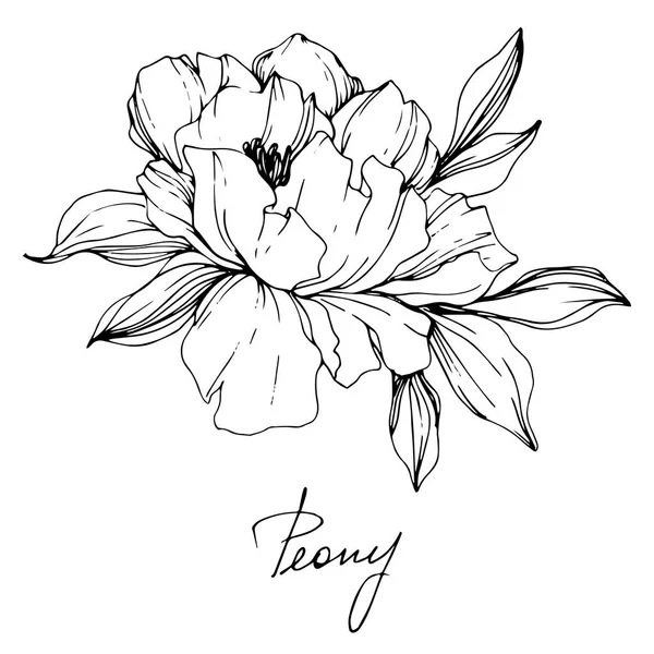 Vector Isolated Monochrome Peony Flower Sketch Handwritten Lettering White Background — Stock Vector