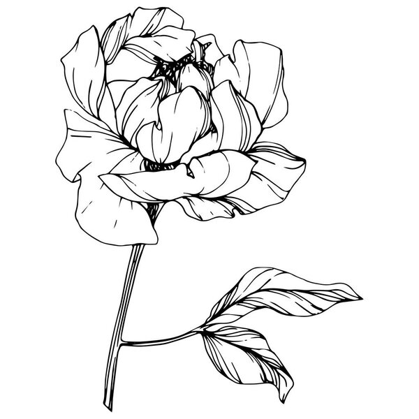 Vector isolated monochrome peony flower sketch on white background. Engraved ink art. 