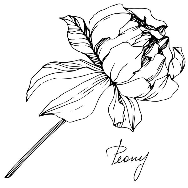 Vector isolated monochrome peony flower sketch and handwritten lettering on white background. Engraved ink art. 