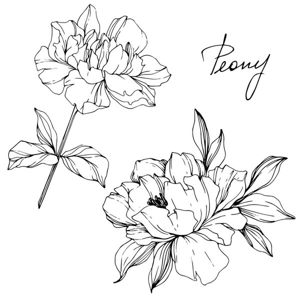 Vector isolated monochrome peony flowers sketch and handwritten lettering on white background. Engraved ink art. 