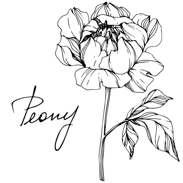 Vector Geïsoleerde Monochroom Peony Bloem Schets Handgeschreven Letters Witte Achtergrond — Stockvector