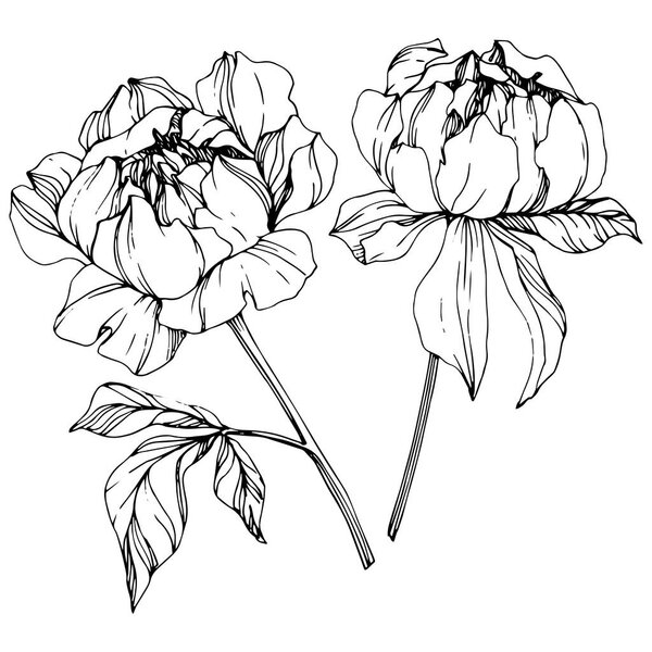 Vector isolated monochrome peony flowers sketch on white background. Engraved ink art. 