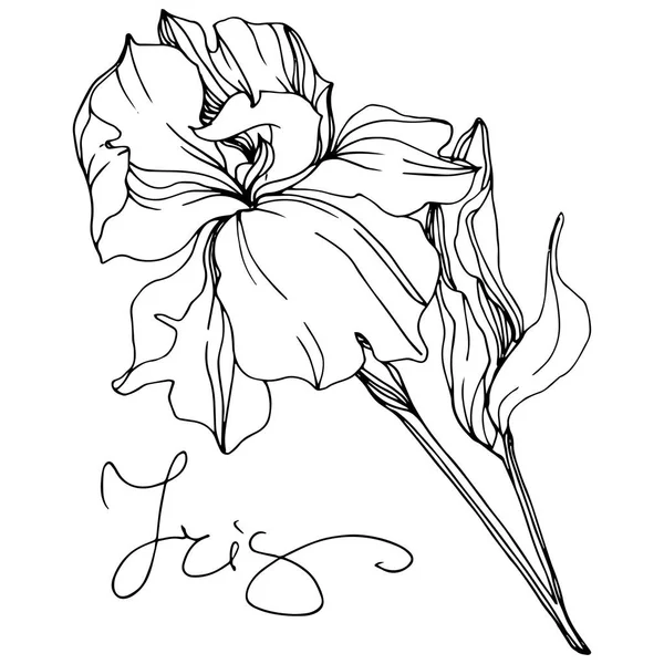 Vektor Monokrom Mengisolasi Ilustrasi Bunga Iris Pada Latar Belakang Putih - Stok Vektor