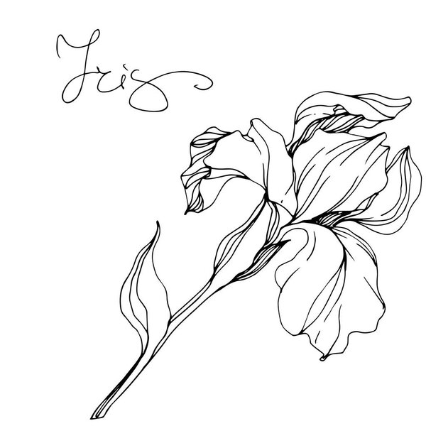 Vector monochrome isolated iris flower illustration on white background