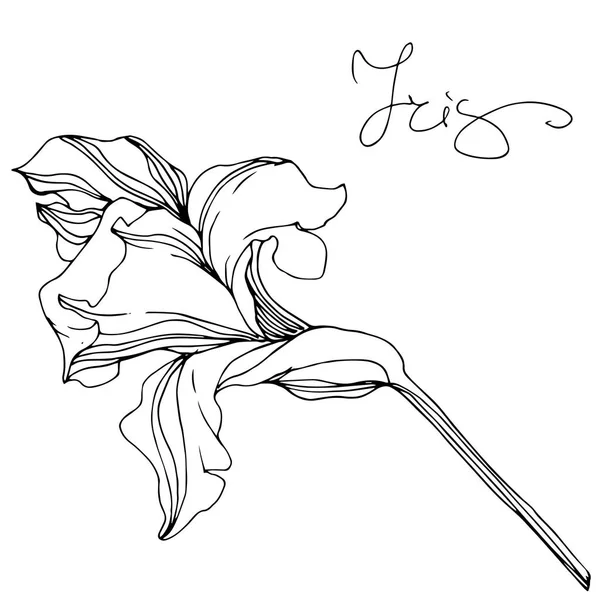 Vector Monocromo Aislado Iris Flor Ilustración Sobre Fondo Blanco — Archivo Imágenes Vectoriales