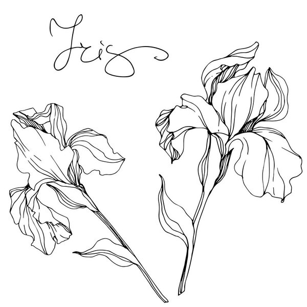 Vector monochrome isolated irises illustration on white background