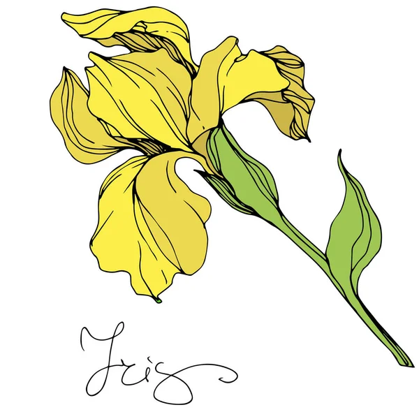 Iris Amarelo Vetorial Isolado Ilustração Sobre Fundo Branco — Vetor de Stock