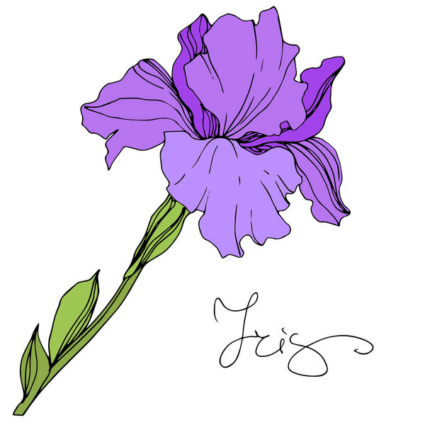 Vector purple isolated iris illustration on white background