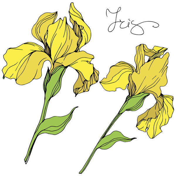 Vector yellow isolated irises illustration on white background