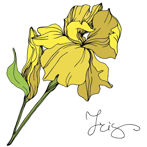 Gele Geïsoleerde Iris Vectorillustratie Witte Achtergrond — Stockvector